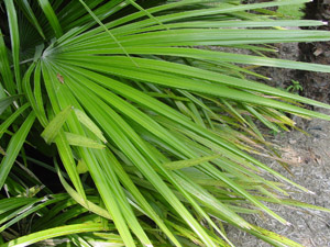 Needle Palm fronds